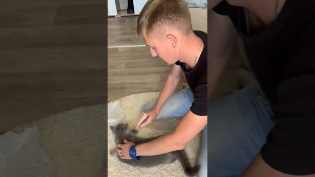 РАСЧЁСКА ДЛЯ КОШКИ. Обзор новинки. смотреть онлайн