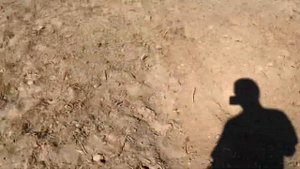 Посадка чеснока Алексеевский гигант, все в деталях