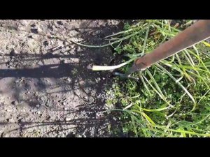 Как Вы думаете, пора чеснок  яровой  убрать?