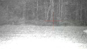 PARD NV008S 850nm daniele i sarny fallow deers and roe deers 100m