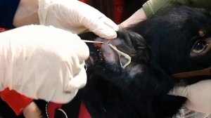 Отогематома у собаки