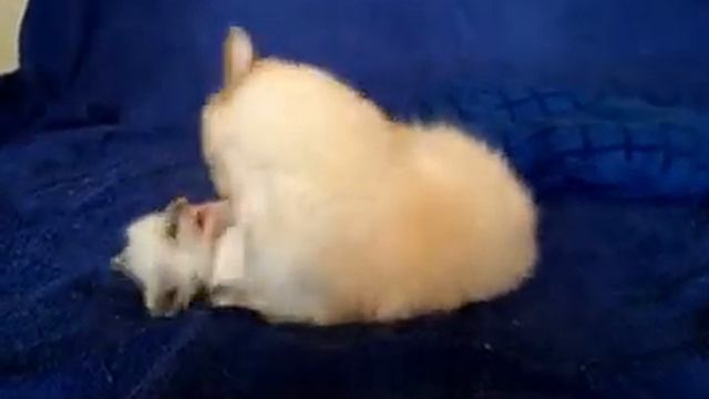 Продается котенок Ragdoll (кошка-кукла) смотреть онлайн