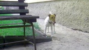 Фокстерьер Фокс 12.06.2016 год