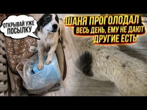 Дори умеет танцевать. Шане не давали есть целый день Распаковываем посылку