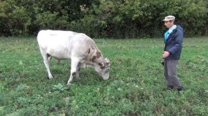 содержание быков в нашем хозяйстве, привязь для больших быков