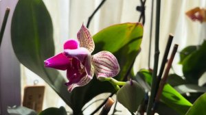 Орхидеи радуют, 🌸 но и удивляют 😲☺️