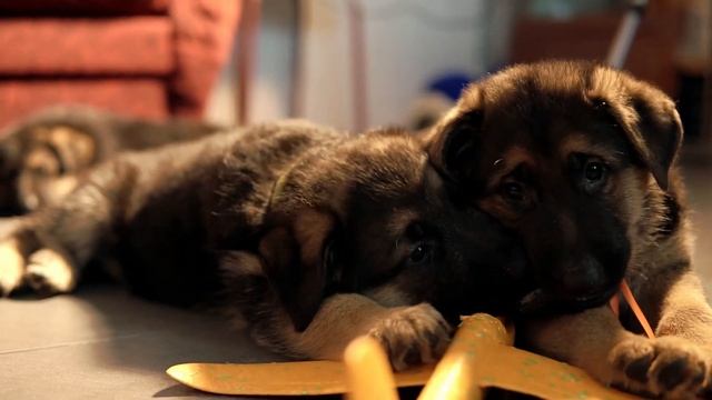 Щенки Немецкой Овчарки 1,5 месяца смотреть онлайн