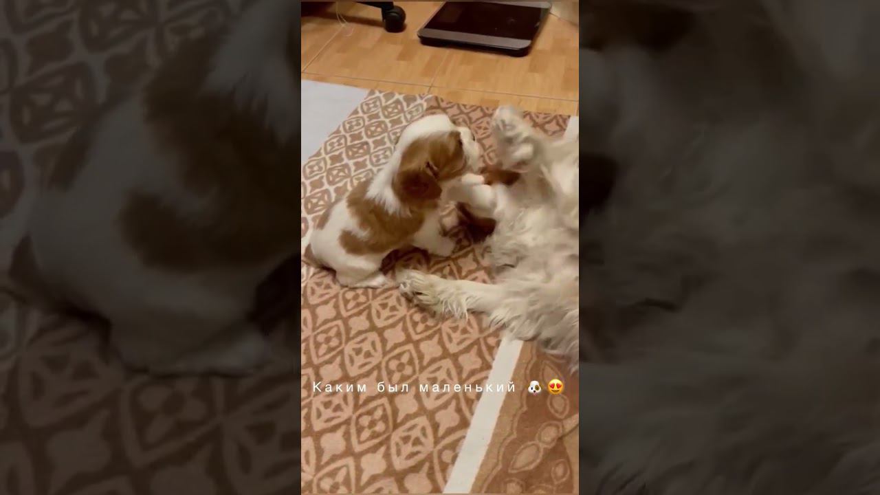 + 7 (985) 065-19-06 Продаётся  Мальчик  Кавалер Кинг Чарльз спаниель в ЛЮБИМЦЫ СЕМЬИ.