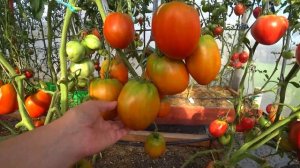 Самые вкусные и урожайные сердцевидные шоколадные сорта томатов / 3 вкуснейших сорта томата