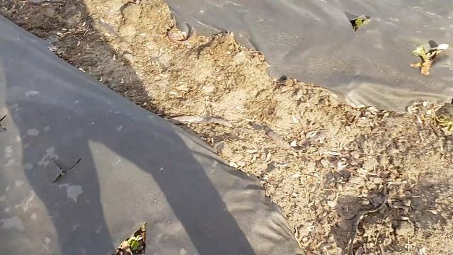 Продолжаю очистку участка под посадку клубники, сделал лавку из бревен. смотреть онлайн