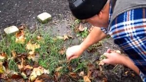 Зеленый лук летнего посева. Лук на перо