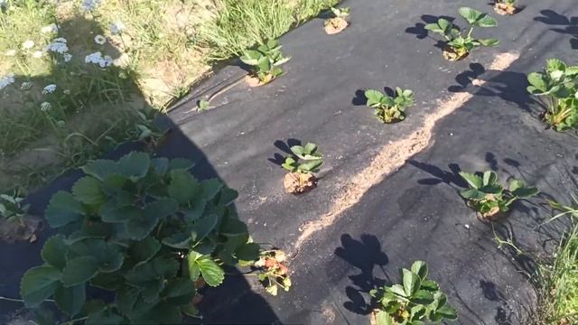 НСД сорт клубники постоянного плодоношения - Мальга