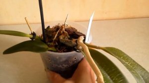 Как вырастить каттлею из псевдобульбы без ризомы и почки ? Эксперимент.Ч.2. Результаты через 1 меся