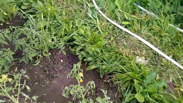 #Помидоры в #открытом #грунте. смотреть онлайн