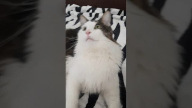Мурлыка Кот. Релакс видео. Красивый Котик.

#милыеживотные #смешныеживотные #красивыйкот