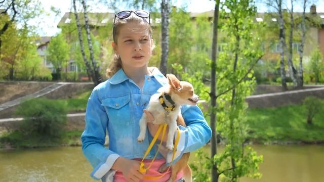 ГУЛЯЕМ В ЛЕСУ С ЩЕНКОМ ЧИХУАХУА смотреть онлайн
