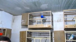 Попугаи, в гостях у заводчика попугаев