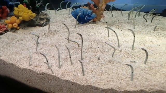 Cebu City Has The Largest Ocean Park in the Philippines | Largest Ocean Park смотреть онлайн