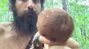 Foragers Broadcast – Episode 12 – Identifying Blue-Staining Bolete Mushrooms