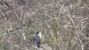 КАРКАЮЩАЯ ВОРОНА НАБЛЮДЕНИЕ ЗА ПТИЦАМИ