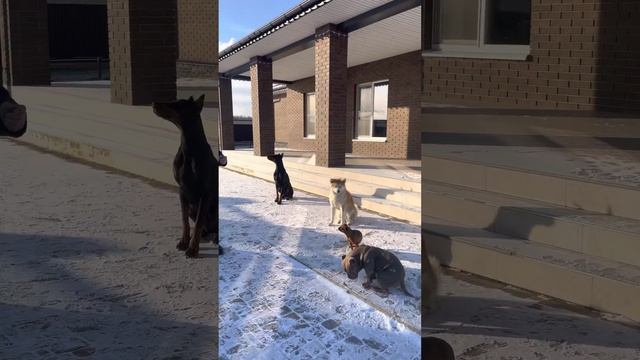 Рассадка собак по очереди с пояснением!) смотреть онлайн