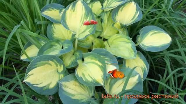 Хоста гибридная Бич Бой (hosta) ? гибридная хоста Бич Бой обзор: как сажать, рассада хосты Бич Бой смотреть онлайн