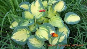 Хоста гибридная Бич Бой (hosta) ? гибридная хоста Бич Бой обзор: как сажать, рассада хосты Бич Бой