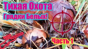 ГРИБНОЕ СУМАШЕСТВИЕ | ГРИБОВ ВИДИМО-НЕВИДИМО