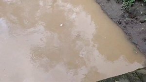 Желто-коричневая вода в Яузе в Москве. Плывет дохлая рыба!