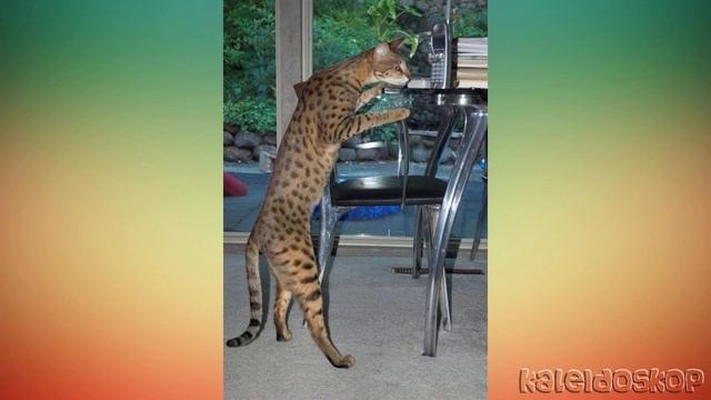 Саванна - гибрид Сервала и домашней кошки, Ориентала, Бенгала или Мау. смотреть онлайн