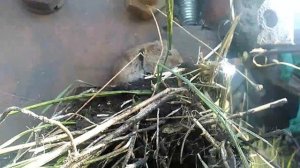 Полевая мышь кушает пшеницу