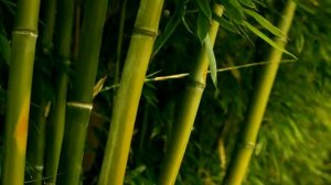 Казнь через бамбук!