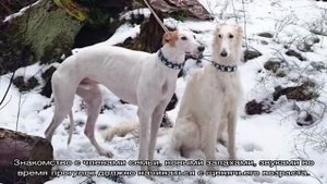 Грейхаунд (собака): описание породы английская борзая