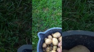 Омолаживание картофеля