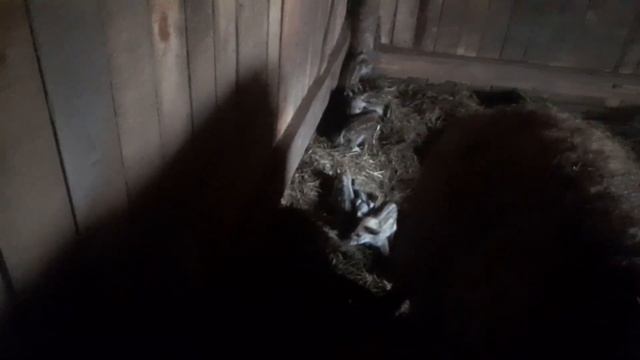 Первый опорос в хозяйстве спустя 2 года . катумский баран 1.5 года 90кг смотреть онлайн