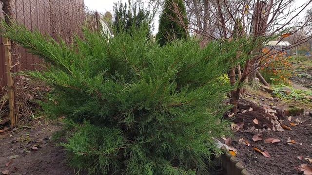 Можжевельник казацкий. Обрезка можжевельника осенью. смотреть онлайн