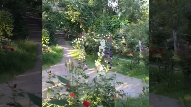 Розы Остина , Дельбар ,Гийо, Мейан,Кордес. Королева сада !Оочень красиво (розы) смотреть онлайн