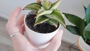 Сансевьерии в моей спальне. Мини обзор.