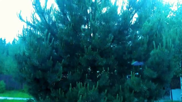 СОСНА - УХОД И ОБРЕЗКА смотреть онлайн