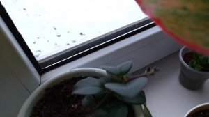 КОМНАТНЫЙ ЦВЕТНИК - ЦВЕТУЩИЕ РАСТЕНИЯ. НОВИНКИ С АВИТО