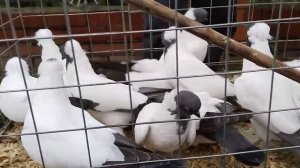 БОЛЬШАЯ СБОРНАЯ ЯРМАРКА ГОЛУБЕЙ. БРОННИЦЫ. ЧАСТЬ 1