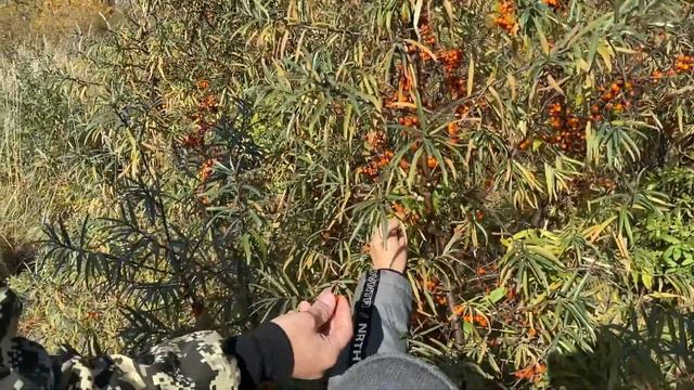 ОПАСНОЕ ПРИКЛЮЧЕНИЕ В ЛЕСНОМ ПОЛЕ.НАЙТИ ДОБЫЧУ!БЕЖИМ ОТ СИРЕНЕГОЛОВОГО! смотреть онлайн