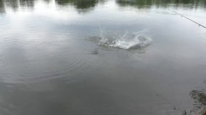 Рыбалка.Белый амур на поплавочную удочку и сход карпа. My fishing