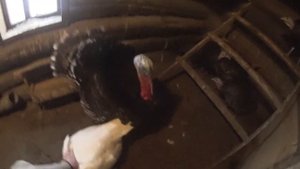 Учу индюка топтать индюшек ? Деревенская жизнь Зауральского подворья