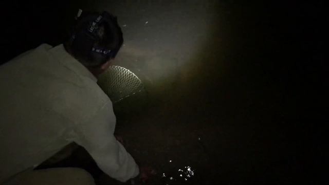 Рыбалка на закидушки. Макуха на сазана. Ахтуба 2019. смотреть онлайн