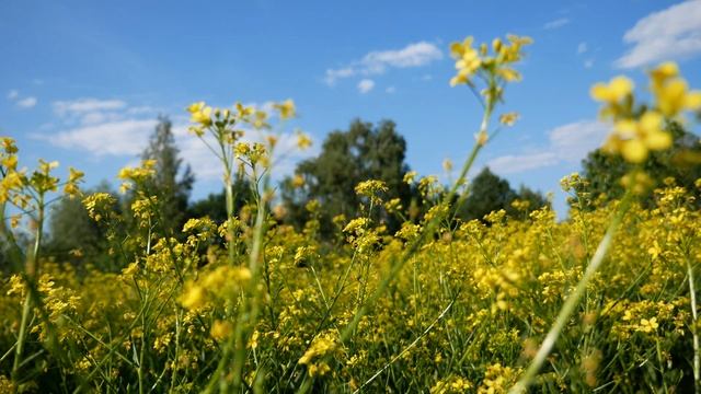 Футаж желтые цветы на фоне берез смотреть онлайн