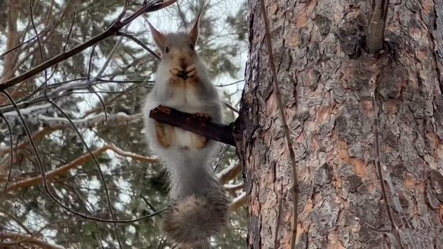Белки телеутки. Новосибирск.