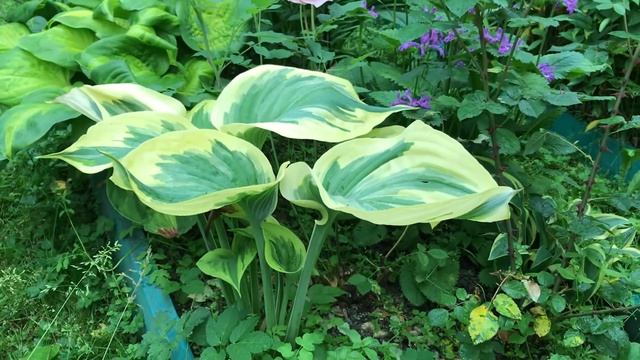 Хоста Sagae смотреть онлайн