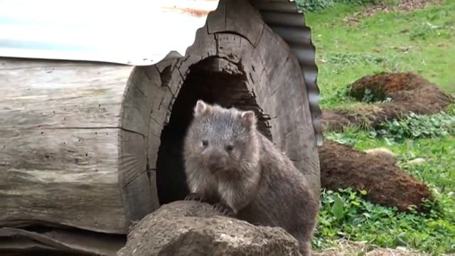 Tasmanian Devils feeding frenzy and lots of other cute Aussie animals plus a baby wombat + koala. смотреть онлайн