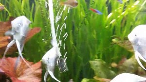 Аквариум со скаляриями и неоновыми радужницами